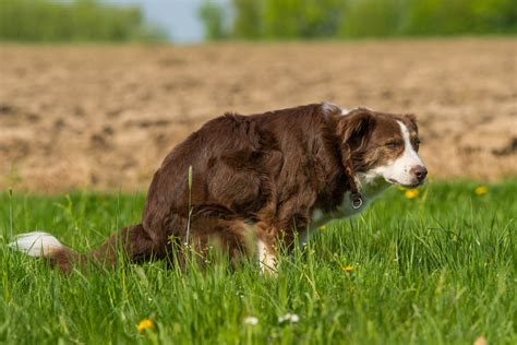 Lungenentzündung beim Hund rechtzeitig erkennen bevor es zu spät ist