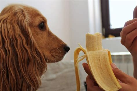 Dürfen Hunde Bananen essen? Passion Hund