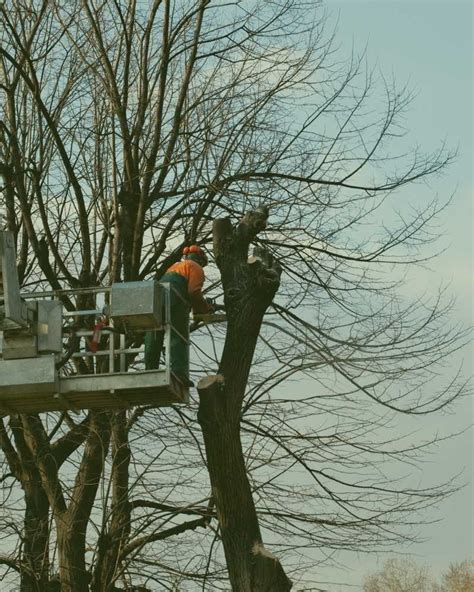 durham tree pruning