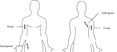 durnin-womersley protocol