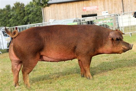 duroc swine origin