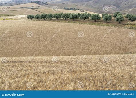 durum wheat fields italy