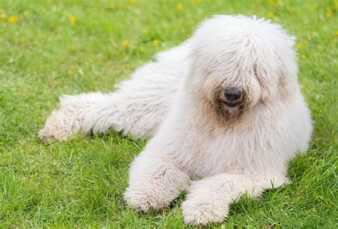 Dust Mop Dog Breed