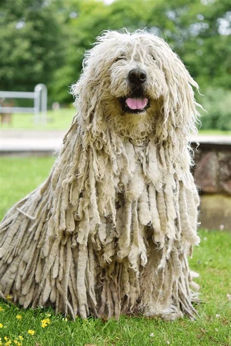 Dust Mop Looking Dog