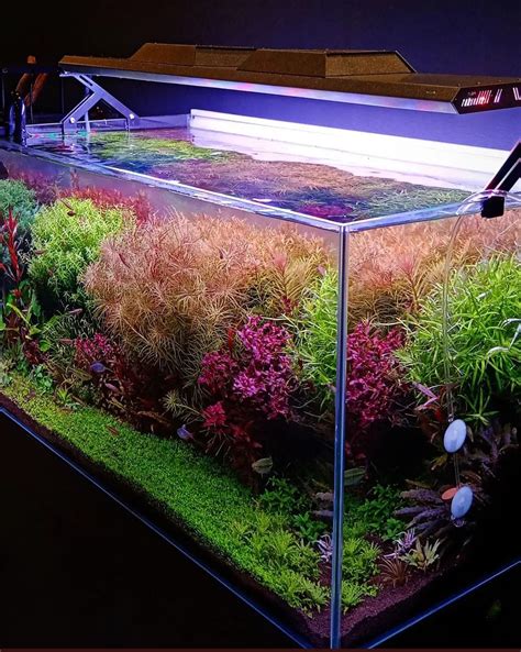 Dutch Aquascaping Plant Collection For Tanks Up To 36 X22