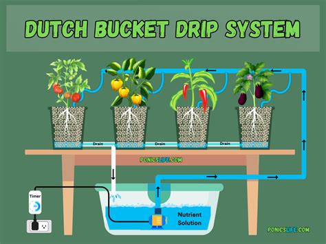 Dutch Bucket Drip System