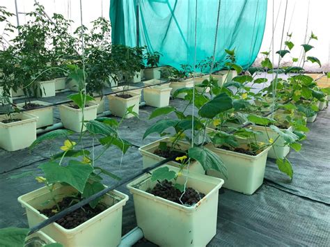 Dutch Bucket Grow Medium