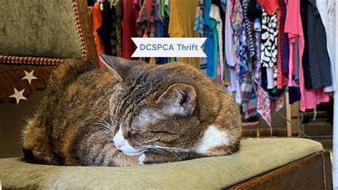 dutchess county spca thrift