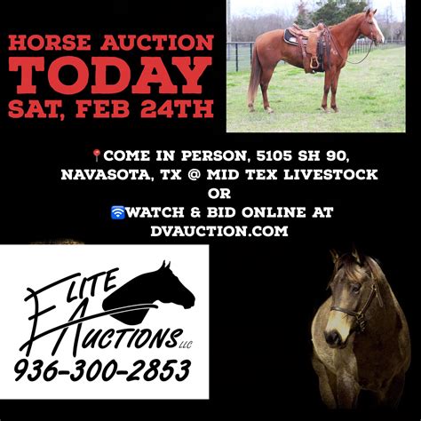 dvauction horse auction navasota today