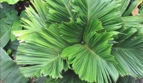 Dwarf Betel Nut Palm Areca Catechu Form ( ) Tropics