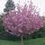 dwarf cherry blossom tree