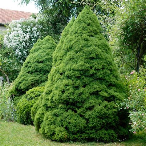 dwarf alberta spruce for sale