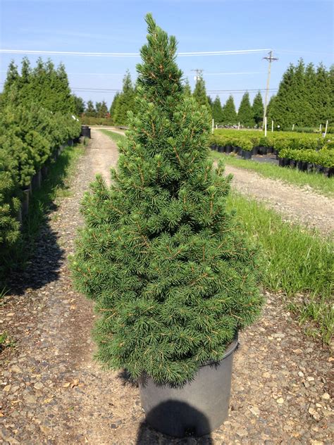 dwarf alberta spruce height