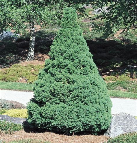 dwarf alberta spruce height and width