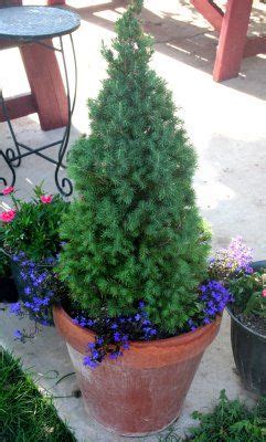 dwarf alberta spruce in containers