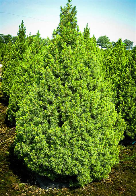 dwarf alberta spruce mature size