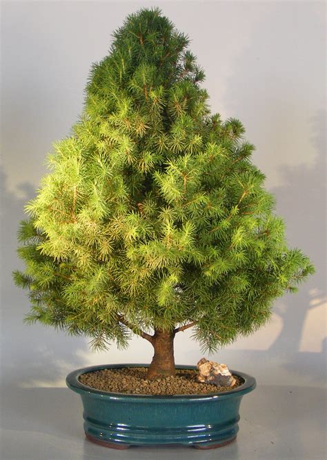 dwarf alberta spruce tree bonsai