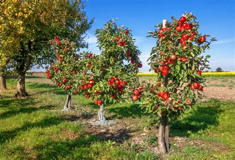 Dwarf Apple Tree Height