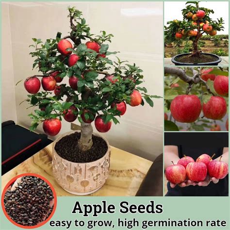Dwarf Apple Trees Seeds