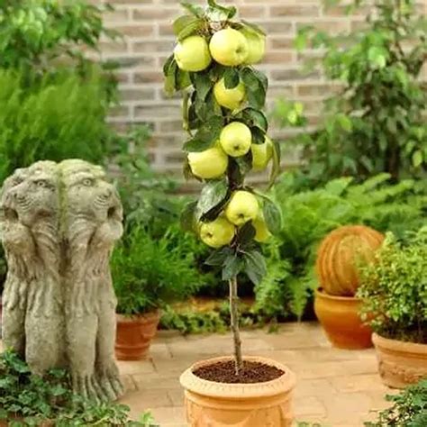 Dwarf Apple Trees Varieties