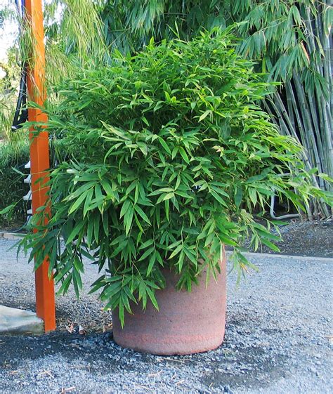 Dwarf Bamboo Used For