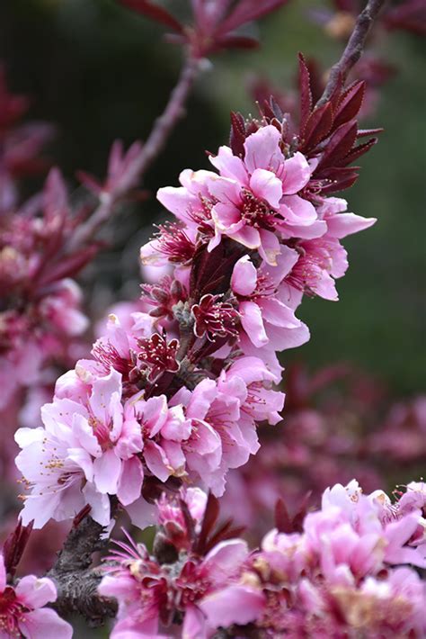 dwarf bonfire peach tree