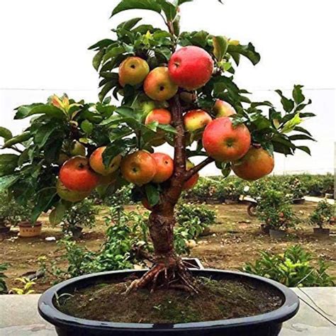 dwarf bonsai apple tree seeds