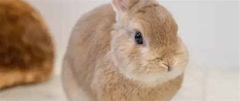 Dwarf Bunny Maintenance