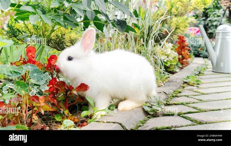 Dwarf Bunny Outside
