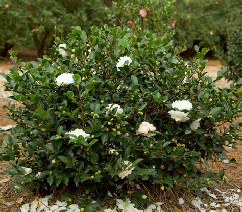 dwarf camellia sasanqua white