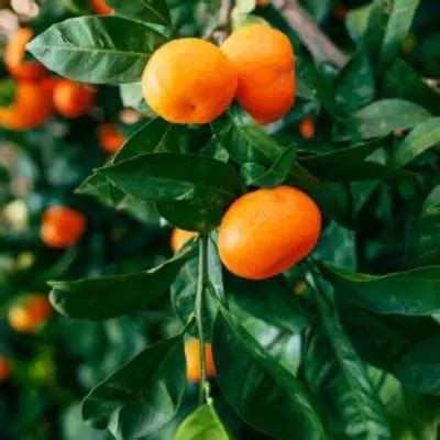 Dwarf Clementine Tree For Sale
