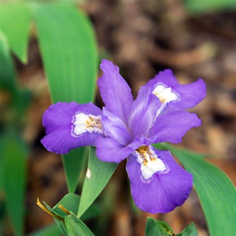 dwarf crested iris height and width