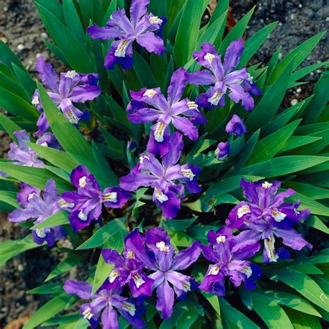 dwarf crested iris size