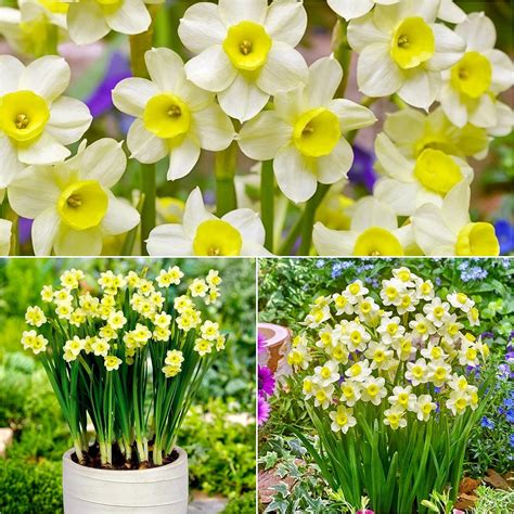 Dwarf Daffodil Bulbs Uk