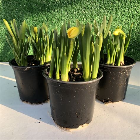 Dwarf Daffodils In Pots