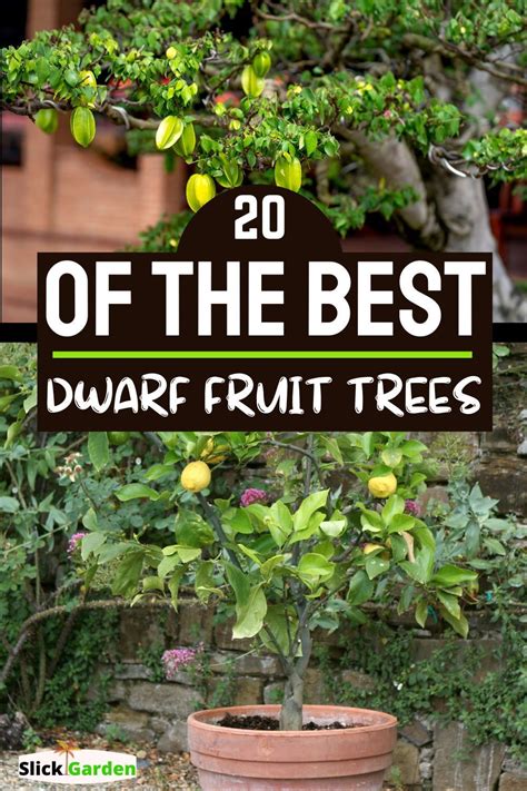 Dwarf Fruit Trees Florida
