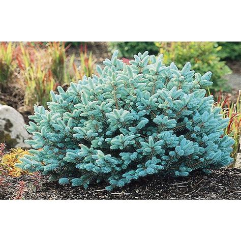 dwarf globe blue spruce bush