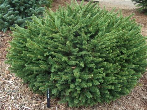 dwarf globe norway spruce