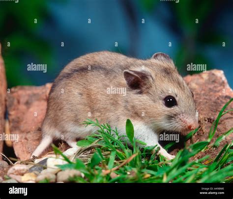 Dwarf Hamsters Nocturnal
