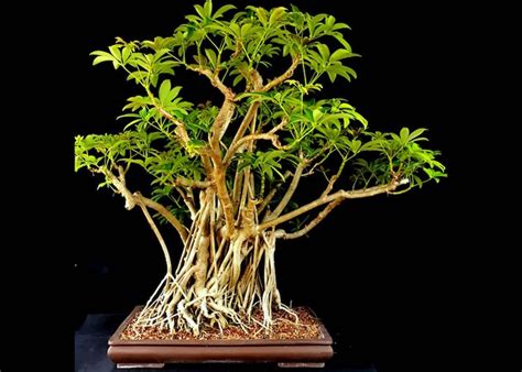 dwarf hawaiian umbrella tree bonsai care