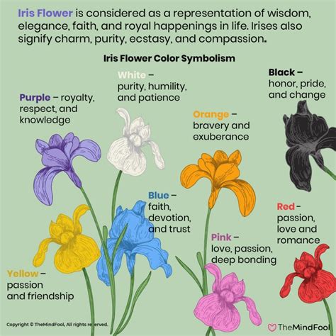 dwarf iris meaning