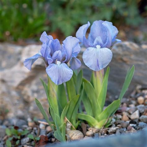 dwarf iris size