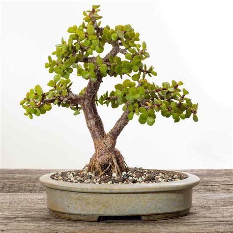 dwarf jade bonsai care
