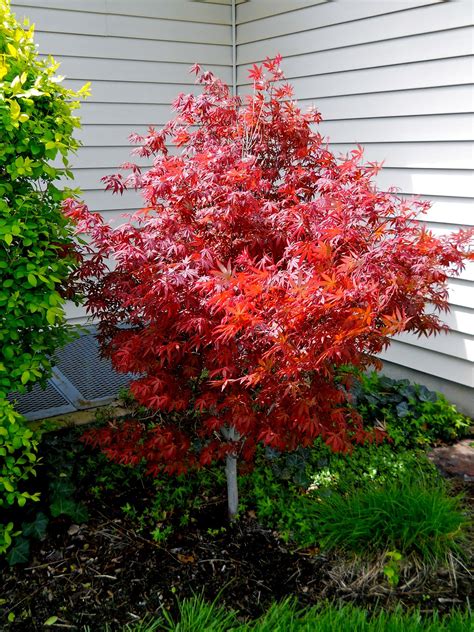dwarf japanese maple tree pictures