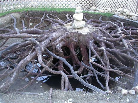 dwarf japanese maple tree root system