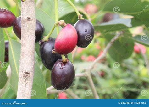 Dwarf Java Plum Tree