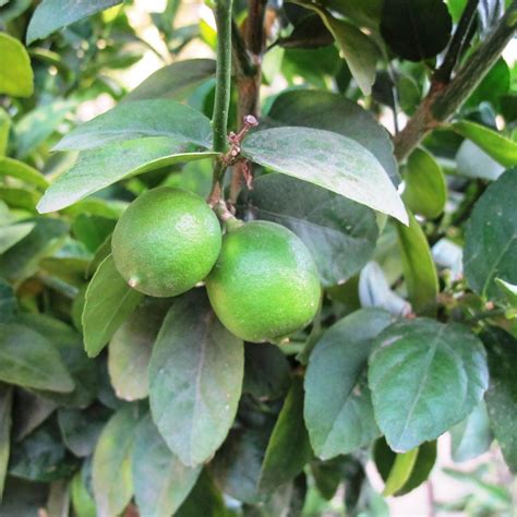 Dwarf Lime Tree Flower Power