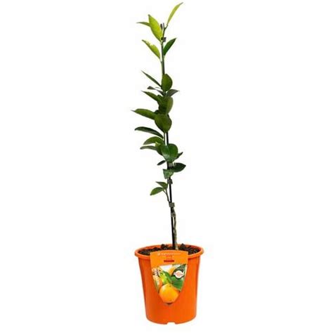 200mm Mandarin Dwarf Emperor Bunnings Australia
