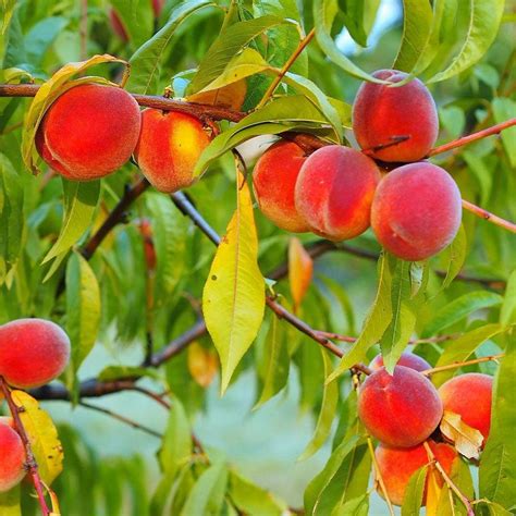 dwarf peach trees for sale online