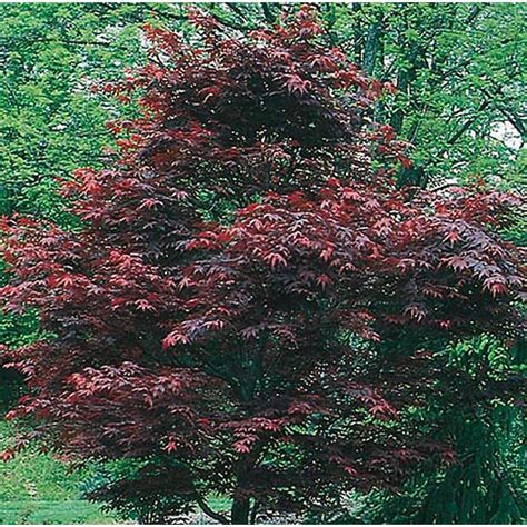 dwarf red japanese maple tree for sale